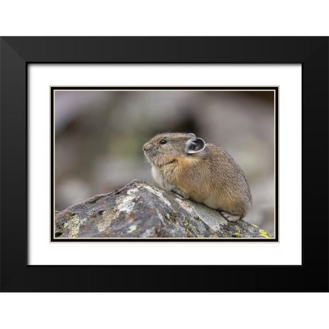 Pika-Ochotona princeps-Yellowstone National Park-Wyoming Black Modern Wood Framed Art Print with Double Matting by Jones, Adam