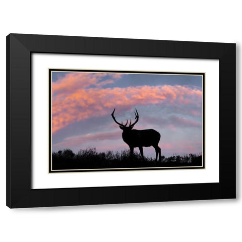 Bull elk or wapiti silhouetted on ridge top-Yellowstone National Park-Wyoming Black Modern Wood Framed Art Print with Double Matting by Jones, Adam