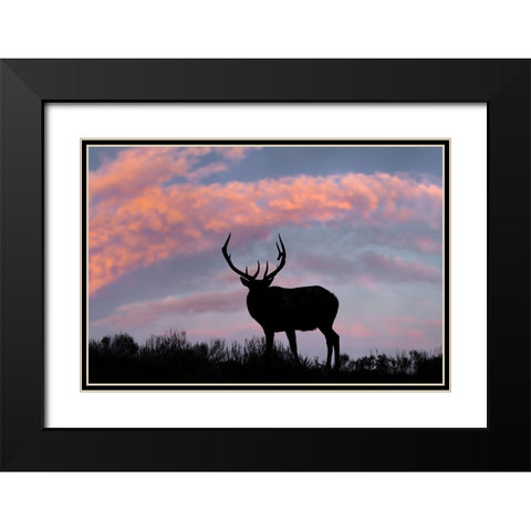 Bull elk or wapiti silhouetted on ridge top-Yellowstone National Park-Wyoming Black Modern Wood Framed Art Print with Double Matting by Jones, Adam