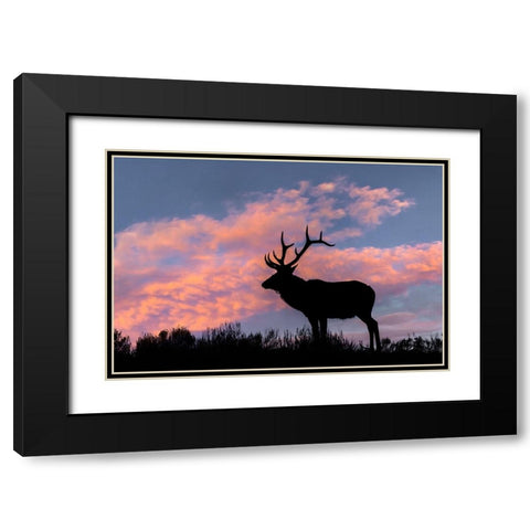 Bull elk or wapiti silhouetted on ridge top-Yellowstone National Park-Wyoming Black Modern Wood Framed Art Print with Double Matting by Jones, Adam