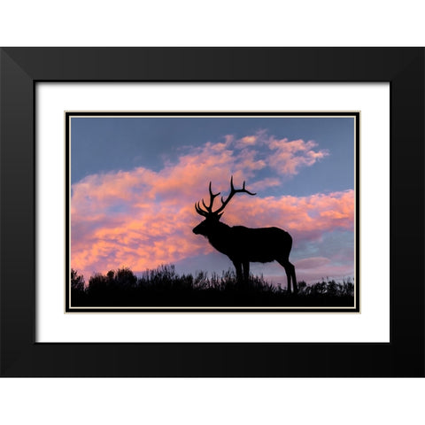 Bull elk or wapiti silhouetted on ridge top-Yellowstone National Park-Wyoming Black Modern Wood Framed Art Print with Double Matting by Jones, Adam