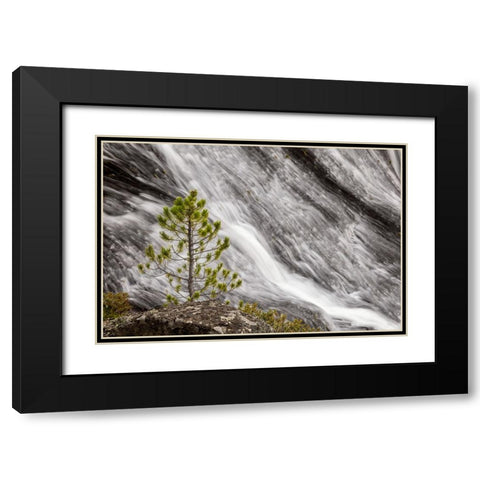 Small pine tree and Gibbon Falls-Yellowstone National Park-Wyoming Black Modern Wood Framed Art Print with Double Matting by Jones, Adam