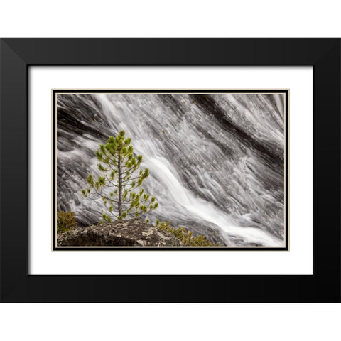 Small pine tree and Gibbon Falls-Yellowstone National Park-Wyoming Black Modern Wood Framed Art Print with Double Matting by Jones, Adam
