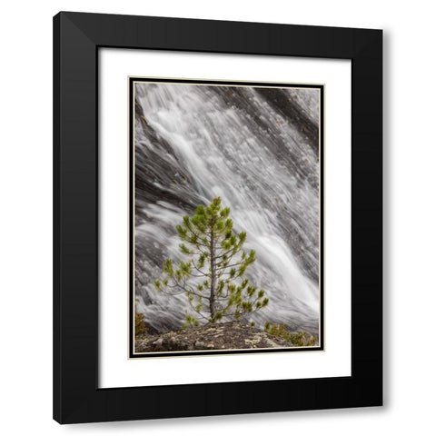 Small pine tree and Gibbon Falls-Yellowstone National Park-Wyoming Black Modern Wood Framed Art Print with Double Matting by Jones, Adam