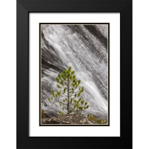 Small pine tree and Gibbon Falls-Yellowstone National Park-Wyoming Black Modern Wood Framed Art Print with Double Matting by Jones, Adam