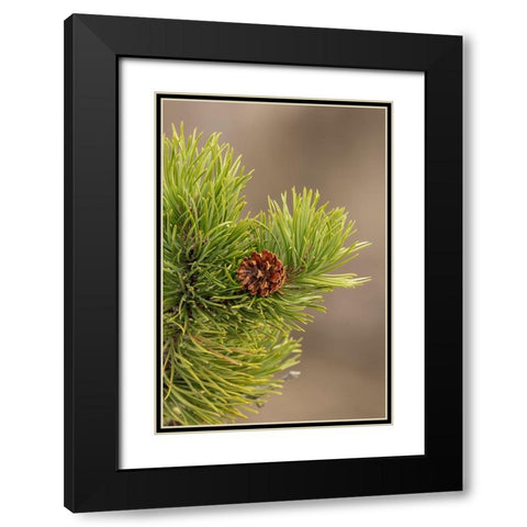 Lodgepole pine and pinecone-Yellowstone National Park-Wyoming Black Modern Wood Framed Art Print with Double Matting by Jones, Adam