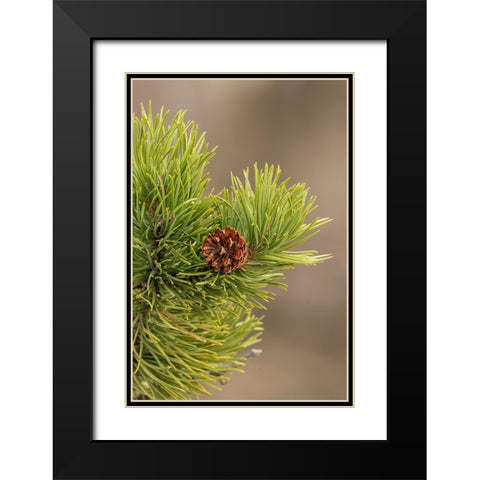 Lodgepole pine and pinecone-Yellowstone National Park-Wyoming Black Modern Wood Framed Art Print with Double Matting by Jones, Adam