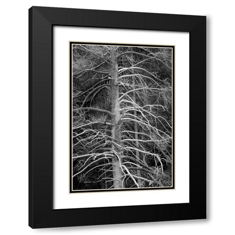 Silicified (calcified) tree-Upper Geyser Basin-Yellowstone National Park-Wyoming Black Modern Wood Framed Art Print with Double Matting by Jones, Adam