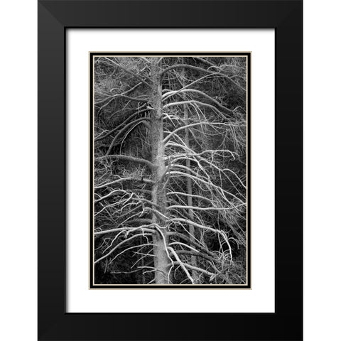 Silicified (calcified) tree-Upper Geyser Basin-Yellowstone National Park-Wyoming Black Modern Wood Framed Art Print with Double Matting by Jones, Adam