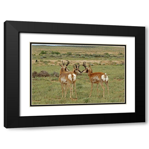 Wyoming, Carbon County Pronghorn bucks greeting Black Modern Wood Framed Art Print with Double Matting by Illg, Cathy and Gordon