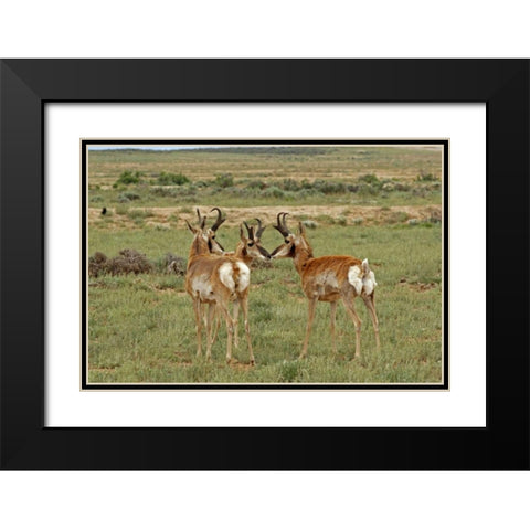 Wyoming, Carbon County Pronghorn bucks greeting Black Modern Wood Framed Art Print with Double Matting by Illg, Cathy and Gordon