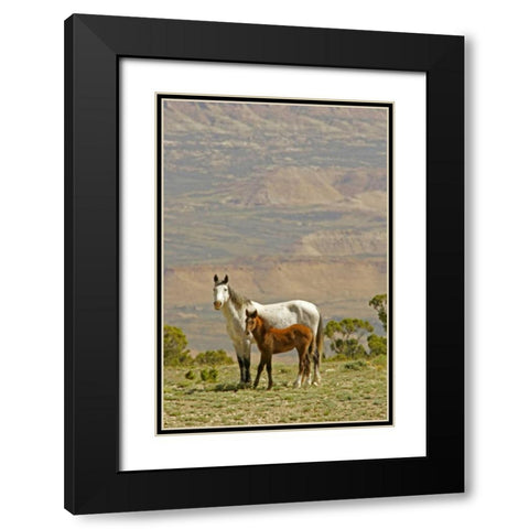 Wyoming, Carbon County Wild horse mare and colt Black Modern Wood Framed Art Print with Double Matting by Illg, Cathy and Gordon