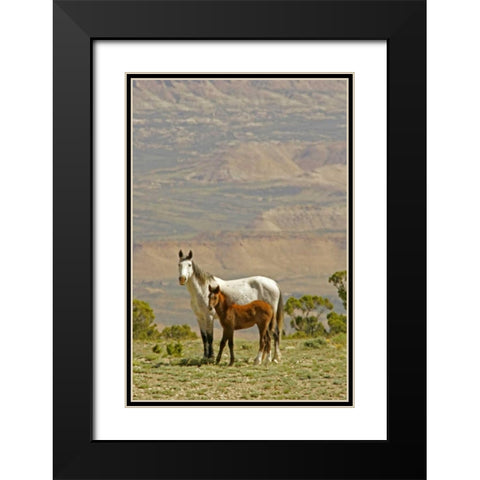 Wyoming, Carbon County Wild horse mare and colt Black Modern Wood Framed Art Print with Double Matting by Illg, Cathy and Gordon