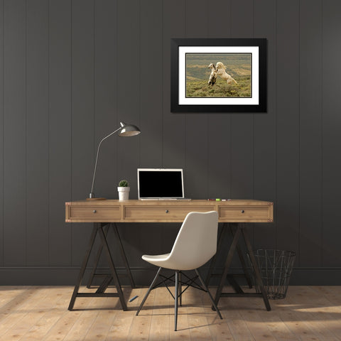 WY, Carbon Co, Wild stallions fighting Black Modern Wood Framed Art Print with Double Matting by Illg, Cathy and Gordon