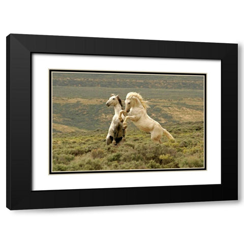 WY, Carbon Co, Wild stallions fighting Black Modern Wood Framed Art Print with Double Matting by Illg, Cathy and Gordon