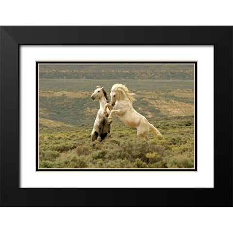 WY, Carbon Co, Wild stallions fighting Black Modern Wood Framed Art Print with Double Matting by Illg, Cathy and Gordon