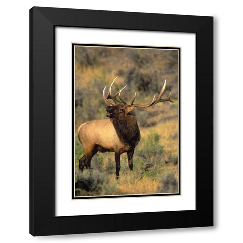 WY, Yellowstone Elk bugling during mating season Black Modern Wood Framed Art Print with Double Matting by Welling, Dave