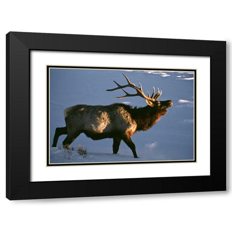 Wyoming, Yellowstone NP Bugling elk in winter Black Modern Wood Framed Art Print with Double Matting by Kaveney, Wendy
