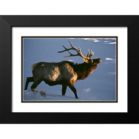 Wyoming, Yellowstone NP Bugling elk in winter Black Modern Wood Framed Art Print with Double Matting by Kaveney, Wendy
