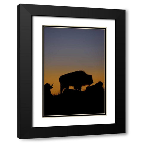 WY, Yellowstone Bson silhouetted at sunset Black Modern Wood Framed Art Print with Double Matting by Grall, Don