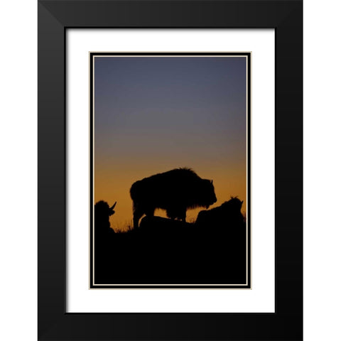 WY, Yellowstone Bson silhouetted at sunset Black Modern Wood Framed Art Print with Double Matting by Grall, Don