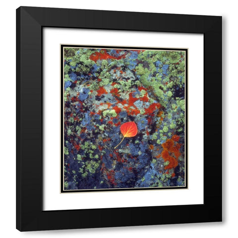 USA, Wyoming, Aspen leaf on a lichen covered rock Black Modern Wood Framed Art Print with Double Matting by Talbot Frank, Christopher