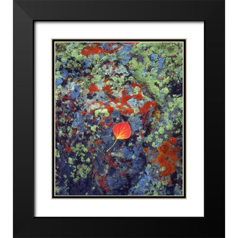 USA, Wyoming, Aspen leaf on a lichen covered rock Black Modern Wood Framed Art Print with Double Matting by Talbot Frank, Christopher