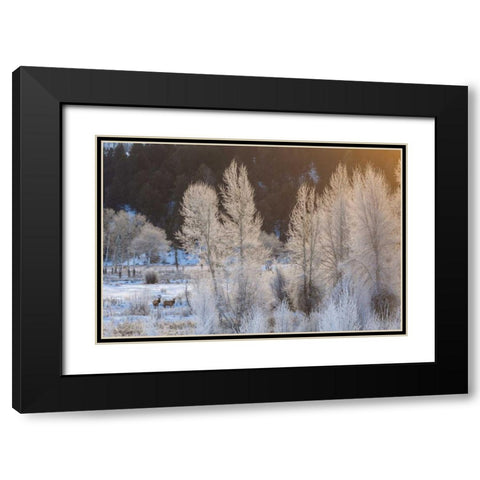 Wyoming, Grand Teton NP Frosted trees and elk Black Modern Wood Framed Art Print with Double Matting by Illg, Cathy and Gordon