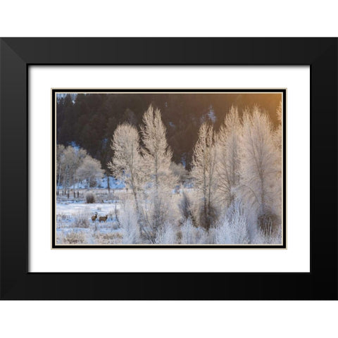Wyoming, Grand Teton NP Frosted trees and elk Black Modern Wood Framed Art Print with Double Matting by Illg, Cathy and Gordon