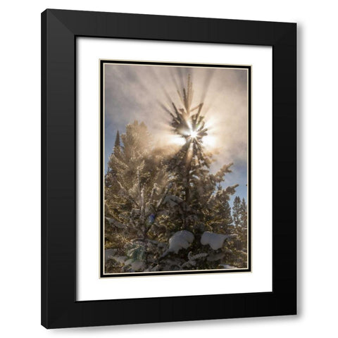 WY, Yellowstone Sunburst through tree in winter Black Modern Wood Framed Art Print with Double Matting by Illg, Cathy and Gordon