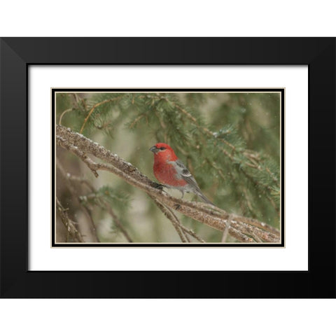 Wyoming, Yellowstone Pine grosbeak bird in tree Black Modern Wood Framed Art Print with Double Matting by Illg, Cathy and Gordon