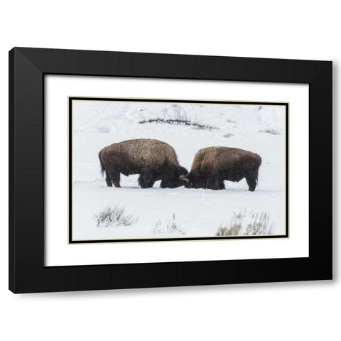 USA, Wyoming, Yellowstone NP Bison sparring Black Modern Wood Framed Art Print with Double Matting by Illg, Cathy and Gordon