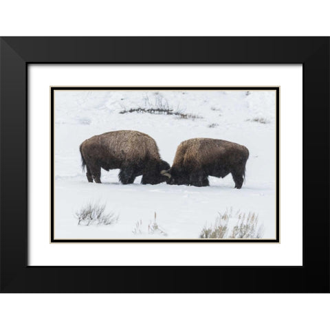 USA, Wyoming, Yellowstone NP Bison sparring Black Modern Wood Framed Art Print with Double Matting by Illg, Cathy and Gordon