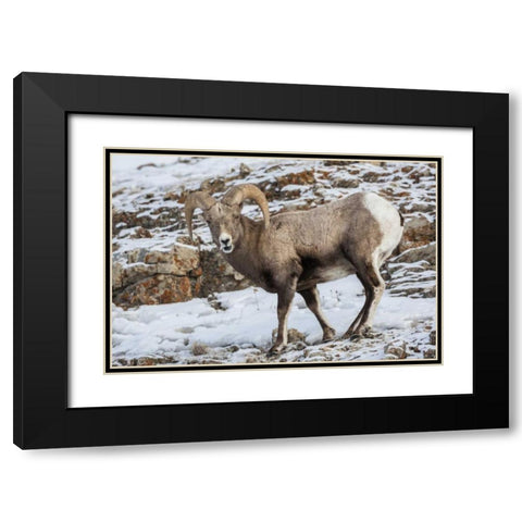 Wyoming, Yellowstone NP Bighorn sheep in snow Black Modern Wood Framed Art Print with Double Matting by Illg, Cathy and Gordon