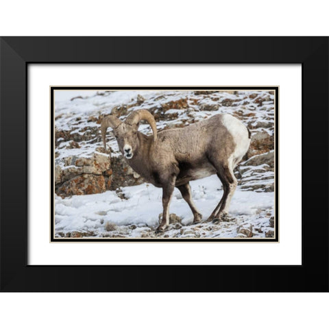 Wyoming, Yellowstone NP Bighorn sheep in snow Black Modern Wood Framed Art Print with Double Matting by Illg, Cathy and Gordon