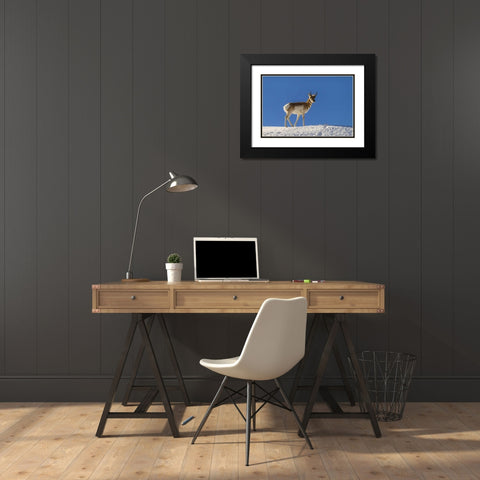 WY, Paradise Valley pronghorn standing on hill Black Modern Wood Framed Art Print with Double Matting by Illg, Cathy and Gordon
