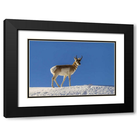 WY, Paradise Valley pronghorn standing on hill Black Modern Wood Framed Art Print with Double Matting by Illg, Cathy and Gordon