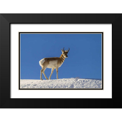 WY, Paradise Valley pronghorn standing on hill Black Modern Wood Framed Art Print with Double Matting by Illg, Cathy and Gordon