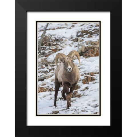 Wyoming, Yellowstone NP Bighorn sheep in snow Black Modern Wood Framed Art Print with Double Matting by Illg, Cathy and Gordon