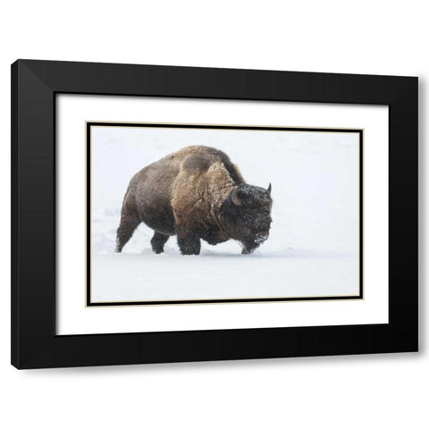 Wyoming, Yellowstone NP Bison walking in snow Black Modern Wood Framed Art Print with Double Matting by Illg, Cathy and Gordon
