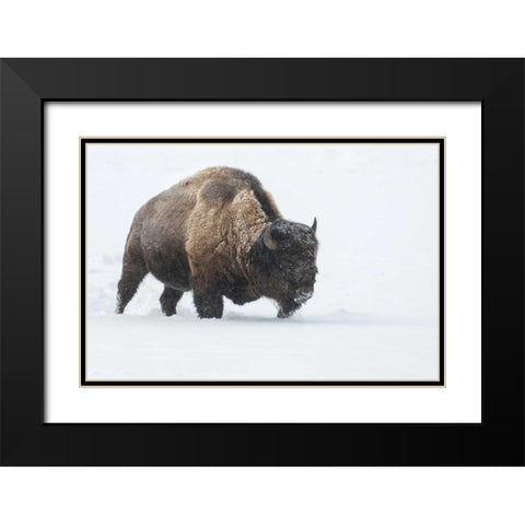 Wyoming, Yellowstone NP Bison walking in snow Black Modern Wood Framed Art Print with Double Matting by Illg, Cathy and Gordon