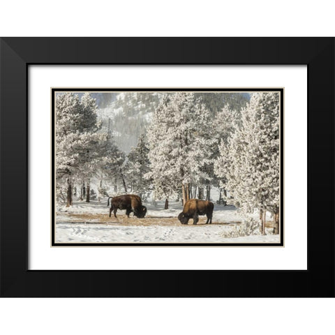 Wyoming, Yellowstone NP Winter grazing bison Black Modern Wood Framed Art Print with Double Matting by Illg, Cathy and Gordon
