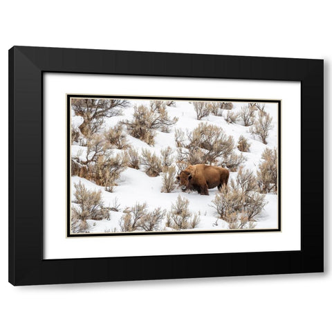 Wyoming-Yellowstone National Park Bison in snow Black Modern Wood Framed Art Print with Double Matting by Jaynes Gallery