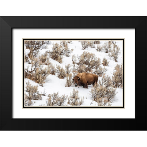 Wyoming-Yellowstone National Park Bison in snow Black Modern Wood Framed Art Print with Double Matting by Jaynes Gallery
