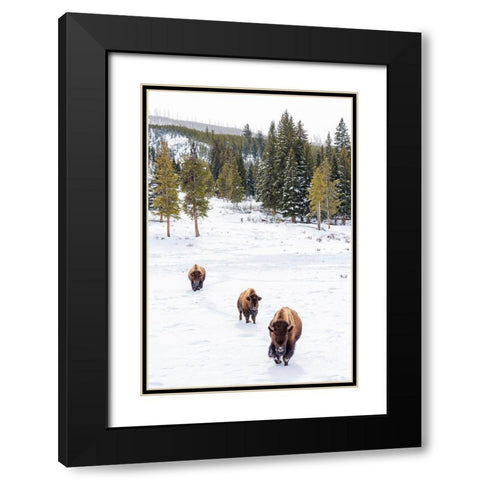 Wyoming-Yellowstone National Park Bison walking in snow Black Modern Wood Framed Art Print with Double Matting by Jaynes Gallery