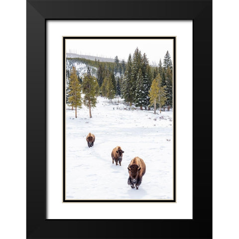 Wyoming-Yellowstone National Park Bison walking in snow Black Modern Wood Framed Art Print with Double Matting by Jaynes Gallery