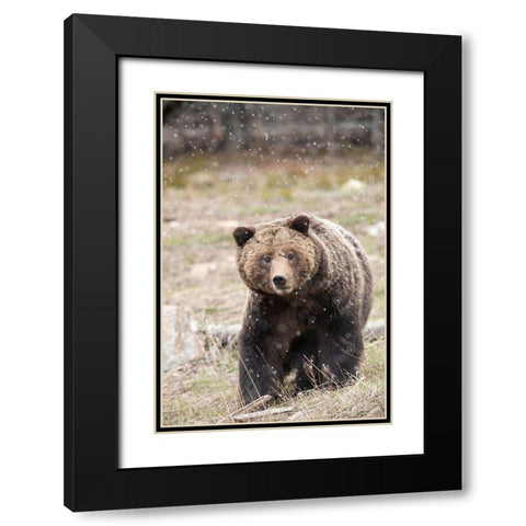 close-up Grizzly bear sow in spring snowfall Black Modern Wood Framed Art Print with Double Matting by Jaynes Gallery