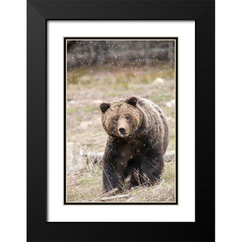 close-up Grizzly bear sow in spring snowfall Black Modern Wood Framed Art Print with Double Matting by Jaynes Gallery