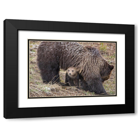 Wyoming-Yellowstone National Park Grizzly bear cub sheltering under mother Black Modern Wood Framed Art Print with Double Matting by Jaynes Gallery