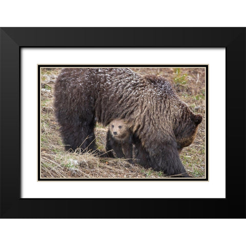 Wyoming-Yellowstone National Park Grizzly bear cub sheltering under mother Black Modern Wood Framed Art Print with Double Matting by Jaynes Gallery